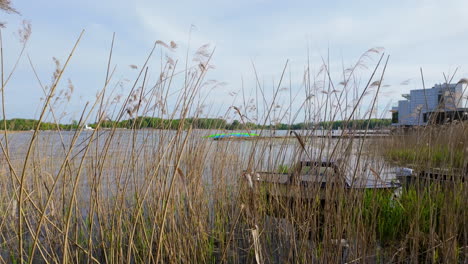 Altos-Juncos-Que-Crecen-A-Lo-Largo-Del-Borde-Del-Lago-Ukiel-En-Olsztyn,-Con-Vistas-A-Través-De-La-Vegetación-Hasta-El-Agua-Y-Los-árboles-Distantes