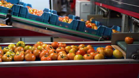 Tomato-sorting-machine-in-industrial-factory,-motion-view