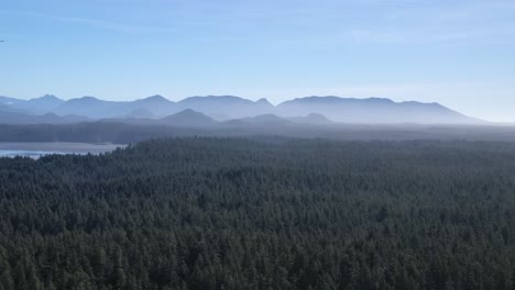 Coniferous-Forest-on-a-Sunny-Hazy-Day,-Aerial-View-Distant-Mountains