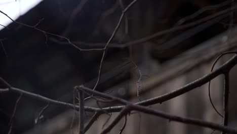 Close-Up-of-Branches-and-Twigs-with-a-Wooden-Footbridge-Pulling-into-Focus,-Whitby,-Canada