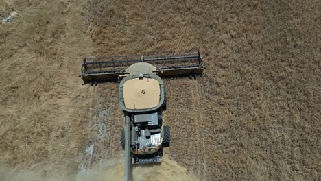 Industrial-harvester-machinery-harvesting-wheat-from-farm-field-in-Australia
