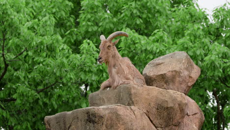 Barbary-Sheep-Sitting-On-The-Rock-In-The-Zoo