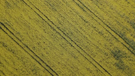 Aufsteigender-Flug-Mit-Kurven-Mit-Einer-Drohne-über-Einem-Rapsfeld-Mit-Seinem-Intensiven-Gelb,-Wo-Gerade-Parallele-Linien-Erscheinen-Und-Ein-Sehr-Künstlerisches-Und-Strukturiertes-Bild-Entsteht