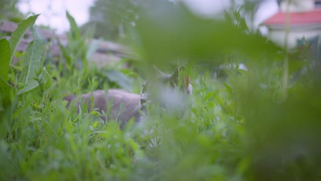 Grey-Cat-Hiding-in-tall-grass