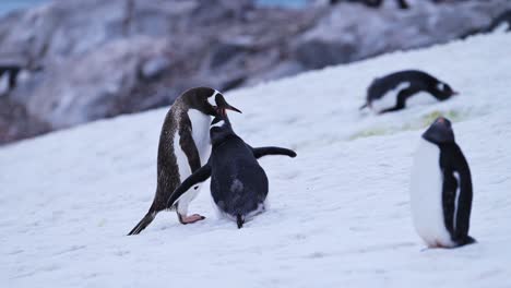 Pinguinbaby-Und-Mutter-Beim-Füttern-In-Der-Antarktis,-Junges-Hungriges-Pinguinküken-Mit-Mutter,-Die-Nahrung-Hochwürgt,-Um-Es-Zu-Füttern,-Wildtiere-Und-Tierbabys-Auf-Der-Antarktischen-Halbinsel-Im-Winterschnee
