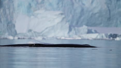 Humpback-Whale-Beathing-Air,-Antarctica-Wildlife-in-Slow-Motion-of-Whales-Surfacing-and-Blowing-Through-Blowhole,-Swimming-in-Ocean-Sea-Water-in-Antarctic-Peninsula-Beautiful-Glacier-Scenery