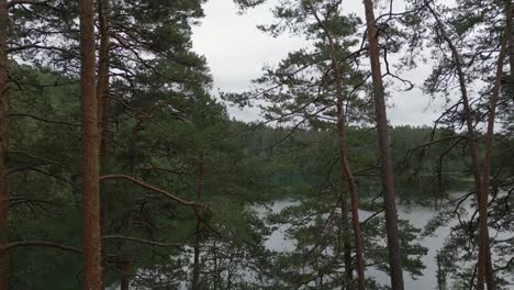 Aerial-in-lakeside-boreal-forest-ascends-open-conifer-trees-in-Sweden