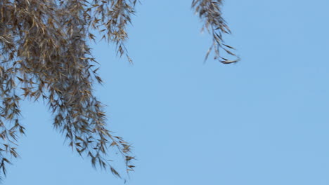 A-close-up-of-tree-branches-with-seeds-hanging-against-a-clear-blue-sky