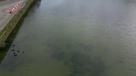 Ducks-on-lake,-aerial-slow-motion,-Azores-Portugal