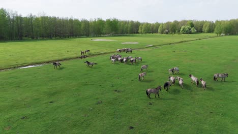 Wild-Horses-and-Auroxen-Cows-Running-in-the-Field-of-Pape-National-Park,-Latvia