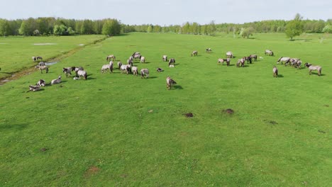 Wildpferde-Und-Auroxen-Kühe-Laufen-Auf-Dem-Feld-Des-Pape-Nationalparks,-Lettland