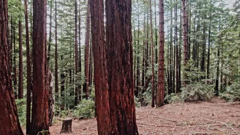 Muir-Woods-Mit-Schwenk-über-Riesige-Bäume-Entlang-Des-Lost-Trail,-Kalifornien,-USA