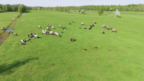 Wild-Horses-and-Auroxen-Cows-Running-in-the-Field-of-Pape-National-Park,-Latvia