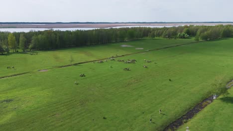 Wild-Horses-and-Auroxen-Cows-Running-in-the-Field-of-Pape-National-Park,-Latvia