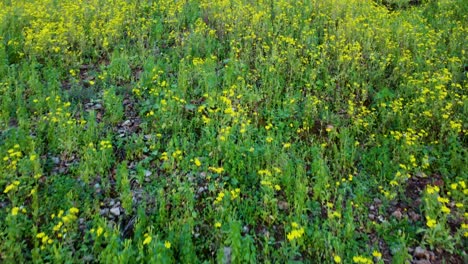 Flores-Exuberantes-Y-Vibrantes-Que-Florecen-En-Los-Escalones-De-La-Tumba-De-Amyntas-En-Fethiye,-Muğla-Türkiye:-Construida-En-El-Año-350-A.C.