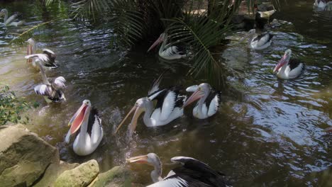 Australische-Pelikane-Schwimmen-Auf-Einem-Kleinen-Teich-Und-Fangen-Geschickt-Fische-In-Der-Luft