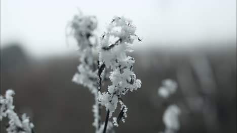 Frozen,-frost-covered-grass-on-cold-winter-morning-in-cinematic-slow-motion