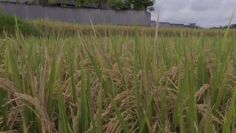 Un-Primer-Plano-Al-Nivel-Del-Suelo-De-Un-Campo-De-Arroz