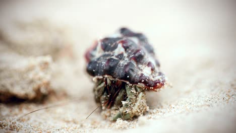 Imágenes-Cinematográficas-De-4k-De-Vida-Silvestre-Macro-De-Un-Cangrejo-Ermitaño-Comiendo-Y-Caminando-En-La-Playa-En-Cámara-Lenta