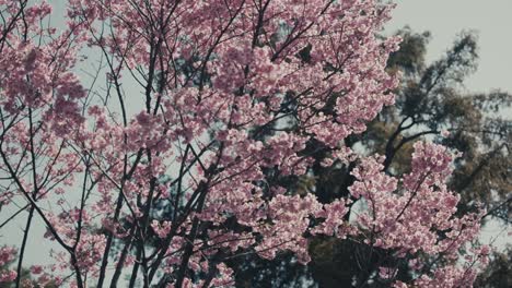 Closeup-Of-Cherry-Blossom-Tree-In-Springtime-In-Tokyo,-Japan