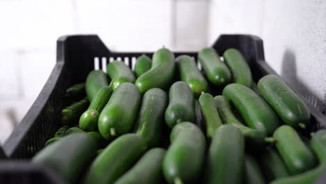 Close-up-shot-of-green-zucchini-in-a-black-plastic-box-organic-large-vegetables