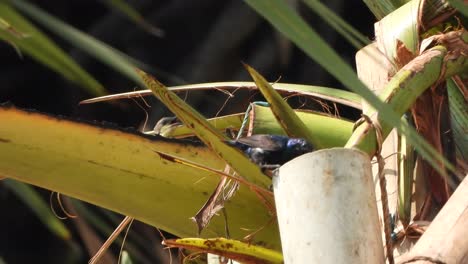 Hummingbirds-drinking-water-.-wings-