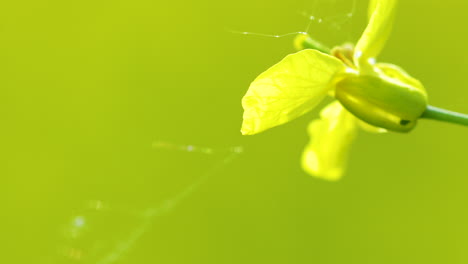 Eine-Makroaufnahme-Einer-Einzelnen-Gelben-Rapsblüte-Mit-Einem-Grünen,-Unscharfen-Hintergrund,-Die-Feine-Details-Der-Blütenblätter-Und-Des-Stiels-Zeigt