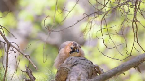 Eurasian-jay--Perched-on-a-tree