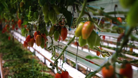 Ripe-tomatoes-growing-on-plants-in-modern-greenhouse,-motion-view