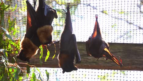 Native-Australian-bat-species,-a-camp-of-little-red-flying-fox,-pteropus-scapulatus-roosting-and-hanging-upside-down-in-captivity-in-daylight-in-an-enclosed-environment,-close-up-shot