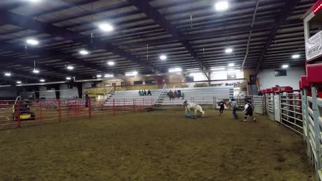 Bull-riders-practice-riding-bulls-inside-an-indoor-arena