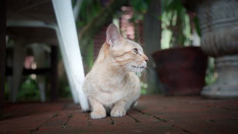 Closeup-Of-Stray-Cat-Sitting-On-The-Brick-Pave