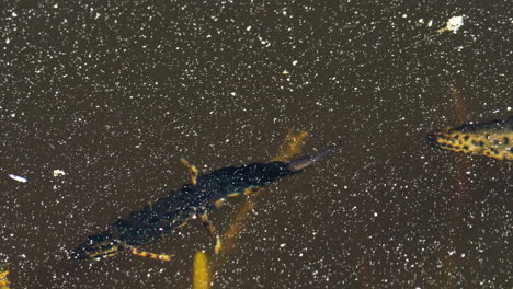 Close-Up-Salamanders-Swimming-in-River-Near-Surface-Level