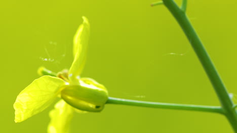 A-macro-shot-of-a-yellow-rapeseed-flower-with-a-green-blurred-background,-focusing-on-the-petals-and-a-small-web