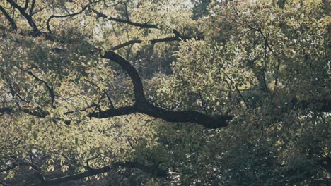 Wind-Blowing-On-Tree-Branches-At-Park-In-Tokyo,-Japan