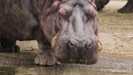 Hippopotamus-Eating-By-The-Water-At-Seoul-Grand-Park-Zoo-In-Gwacheon,-South-Korea