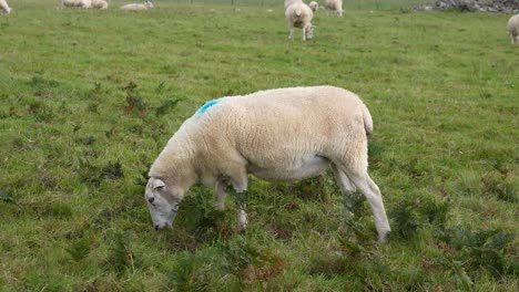 Close-Up-of-Sheep-Grazing-in-Pasture-on-Dinas-Island,-Wales-UK