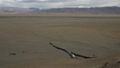 Traditioneller-Kasachischer-Steinadlerjäger,-Der-Den-Adler-Zur-Jagd-Im-Altai-Gebirge-Freigibt