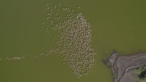 Aerial-drone-shot-over-lake-with-flamingos-on-the-water