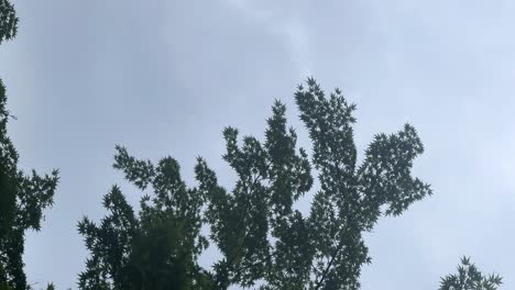 Silhouettes-of-tree-tops-against-a-cloudy-sky,-faint-sun-halo-visible