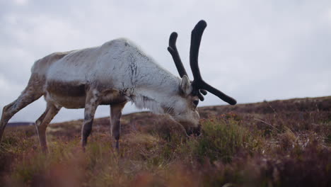 Reindeer-grazing-in-the-highlands-of-Cairngorms,-Scotland,-with-dramatic-antlers-and-overcast-skies