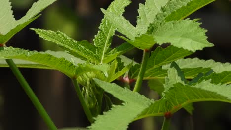 Ladyfingers-vegetable-leaf-.-.