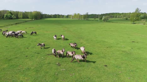 Wild-Horses-and-Auroxen-Cows-Running-in-the-Field-of-Pape-National-Park,-Latvia