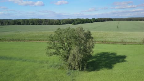 Imágenes-Aéreas-De-Drones-De-Un-árbol-Solitario-En-Un-Exuberante-Campo-Verde