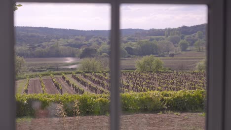 Slow-establishing-shot-of-a-juvenile-vineyard-in-Tresques-from-a-window