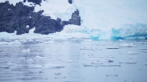 Pingüinos-Papúa-Saltando-Y-Saliendo-Del-Agua-En-El-Mar-Del-Océano-Austral-Mientras-Nadan,-Vida-Silvestre-Antártica-De-Increíble-Comportamiento-Animal-De-Pingüinos-En-La-Península-Antártica