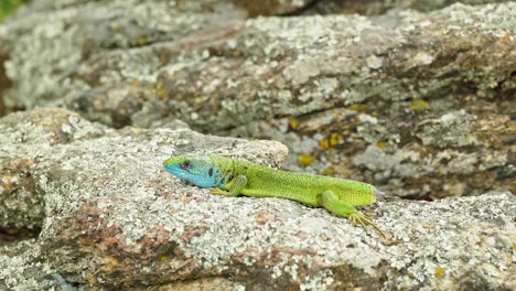 The-Tailless-Survivor:-A-Lizard's-Tale