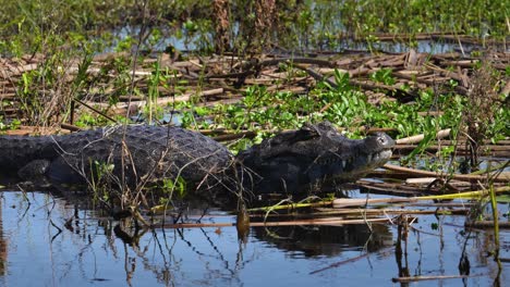 Caimán-Salvaje-Tomando-El-Sol-Y-Nadando-En-Aguas-Poco-Profundas,-Brasil