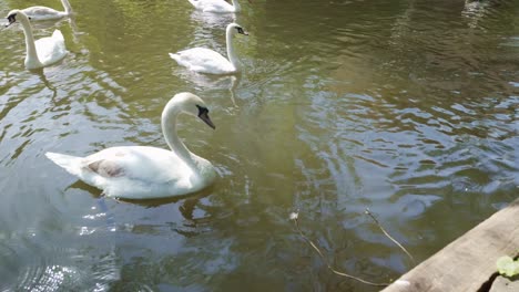 Flock-of-Swans-swimming,-Pulls-ferry-gatehouse,-River-Wensum,-Norwich