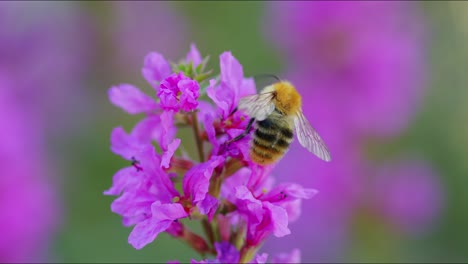 Abeja-Polinizando-La-Flor-De-La-Salicaria-Púrpura-En-El-Jardín-Macro-Shot